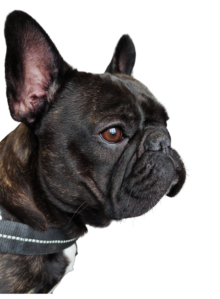 Tyson the Frenchy